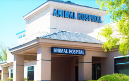Welcome to South Shores Animal Hospital